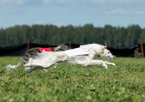 LOVKA BISTKUPSTWO