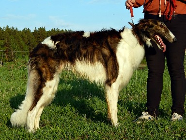 DOROGOY DRUG SVERKAY