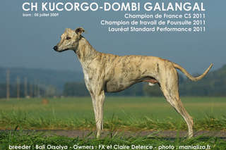 KUCORGO-DOMBI GALANGAL