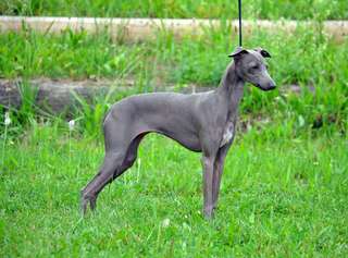 DERVISCH FIREBUG CHASING KISSES